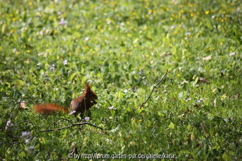 Eichhörnchen Naturwiese5