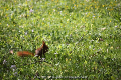 Eichhörnchen Naturwiese5