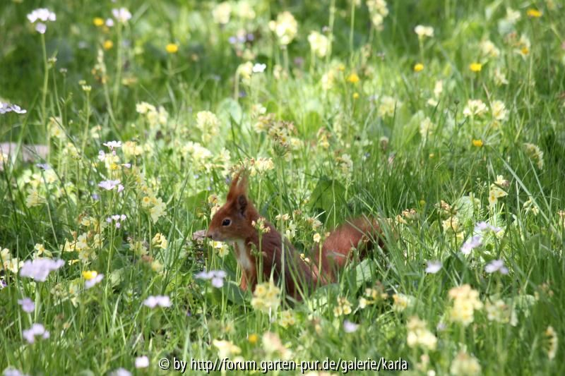 Eichhörnchen Naturwiese4