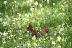 Eichhörnchen Naturwiese4