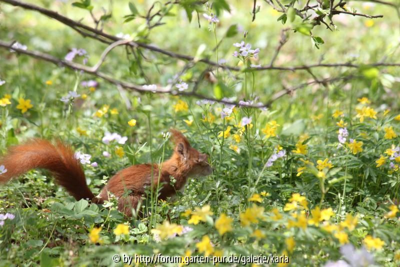 Eichhörnchen Naturwiese3