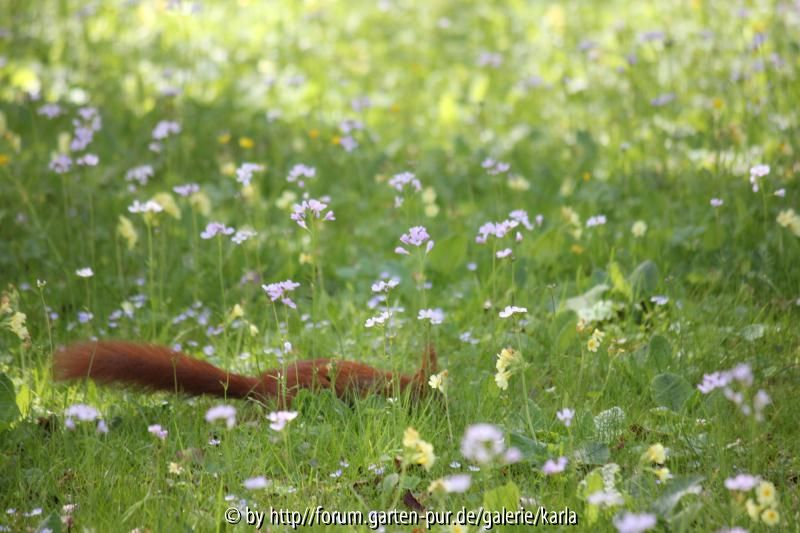 Eichhörnchen Naturwiese2