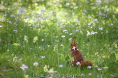 Eichhörnchen Naturwiese0