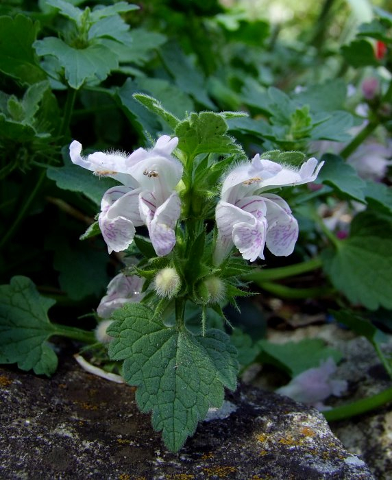Lamium pisidicum