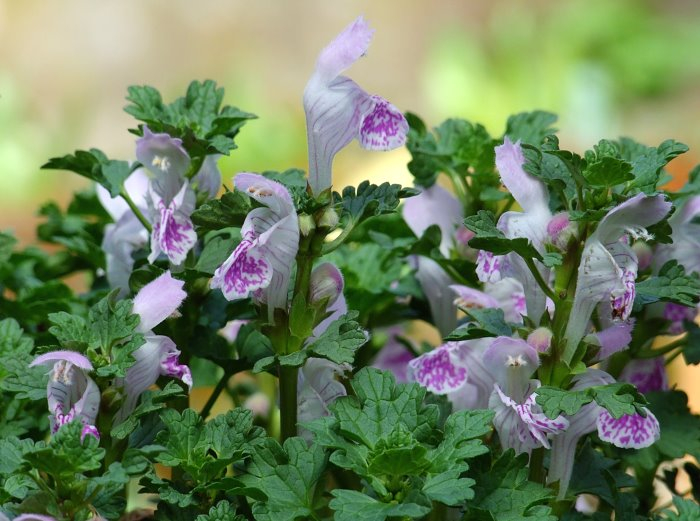 Lamium veronicifolium