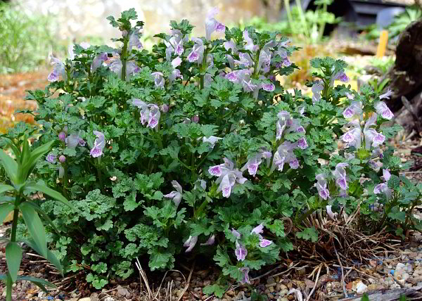 Lamium veronicifolium