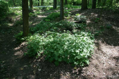 WaldgartenIMG_8652C.jpg