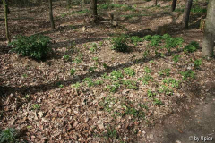 WaldgartenIMG_8585C.jpg