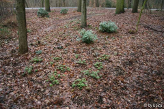 WaldgartenIMG_8466C.jpg