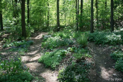 WaldgartenIMG_8646A.jpg
