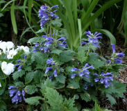 Ajuga incisa