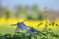 Clematis Wesselton vor Raps