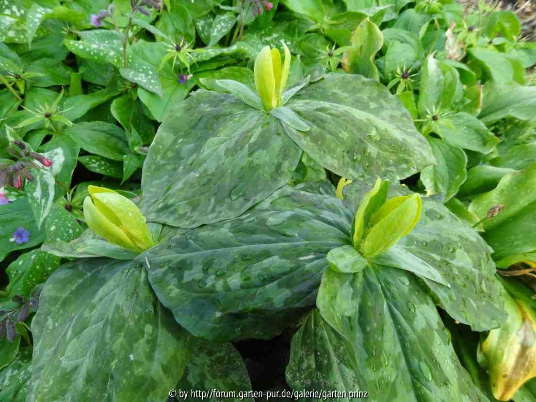 Trillium luteum 2012/05