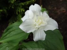Trillium grandiflorum Snowbunting 2012/05