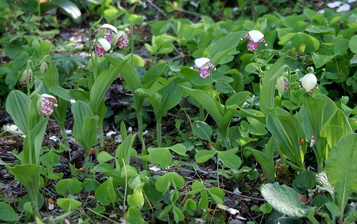 Cypripedium guttatum