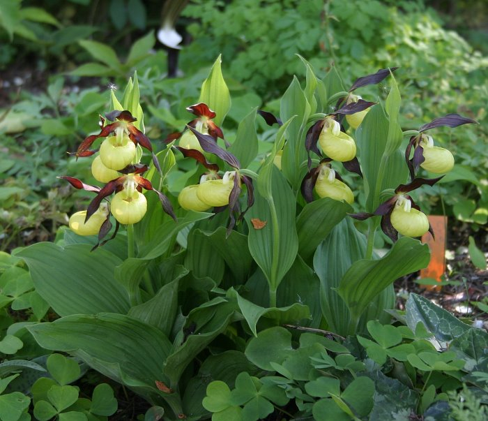 Cypripedium calceolus