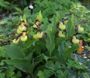 Cypripedium calceolus