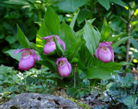 Cypripedium macranthum