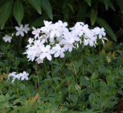 Phlox stolonifera
