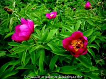 Paeonia officinalis