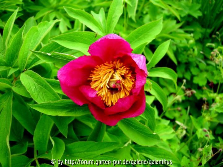Paeonia officinalis