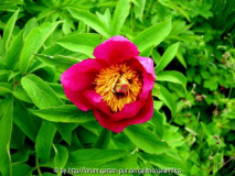 Paeonia officinalis