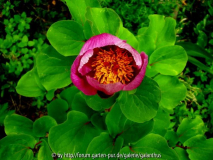 Paeonia daurica subsp. daurica