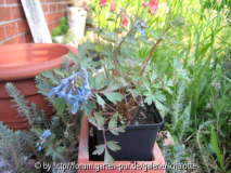 corydalis.JPG