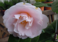 Rose de Sables Ki 3_5_2.JPG