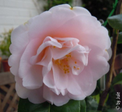 Rose de Sables Ki 3_5_1.JPG