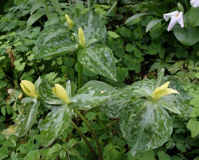 Trillium luteum