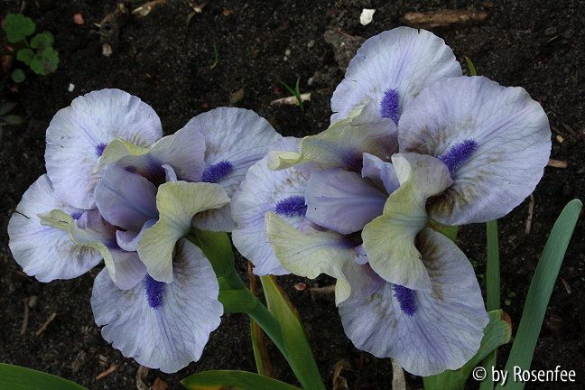 Liliput Iris Dime