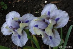 Liliput Iris Dime