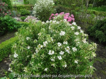 Choisya ternata Aztec Pearl 2012/05
