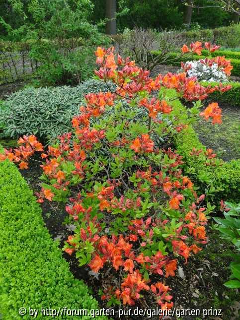 Azalea Knaphill Hybride 2012/05