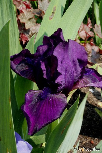 Iris von Cristata