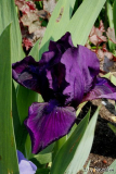 Iris von Cristata