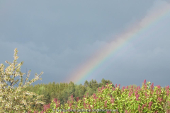 Regenbogen