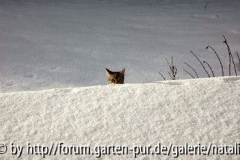 Katze im Schnee