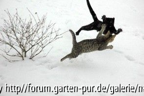 Katzen im Schnee