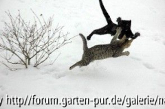 Katzen im Schnee