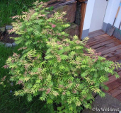 Sorbaria sorbifolia