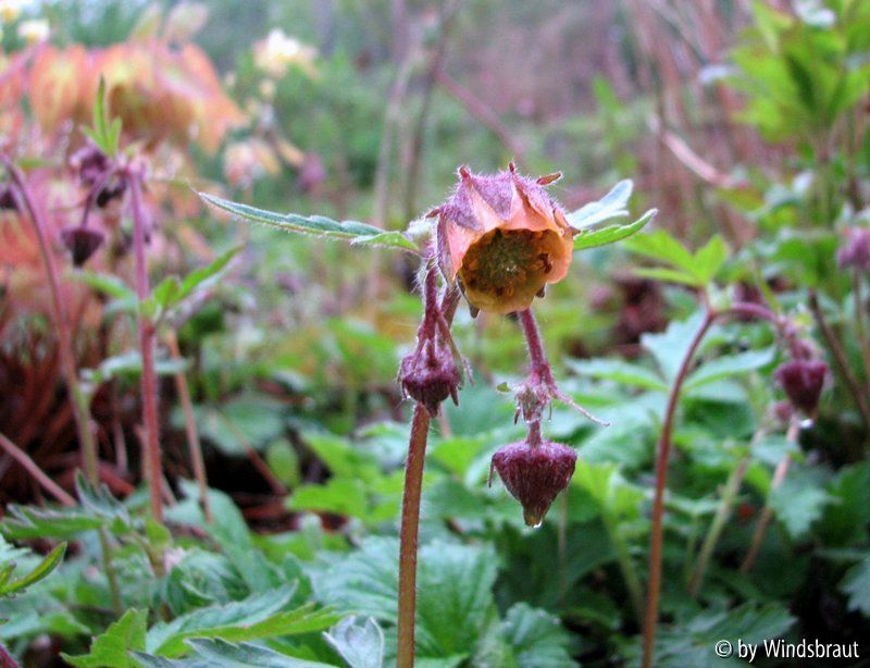 Geum rivale