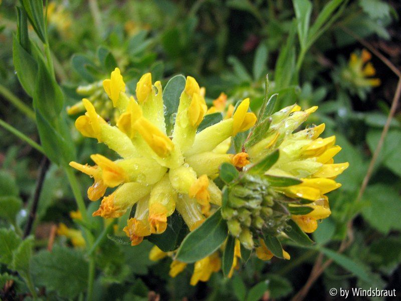 Wundklee