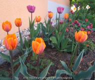 P_ Irene Orange Twist 23-4-11.JPG