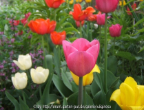 Tulpen 4.JPG