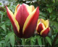 Tulpen 3.JPG