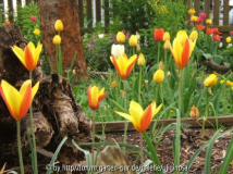 Tulpen 2 .JPG