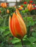 Tulpen 1.JPG