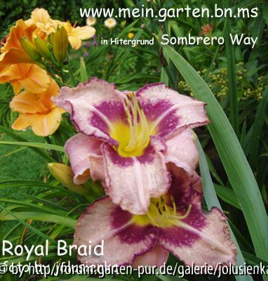 royal braid und ...